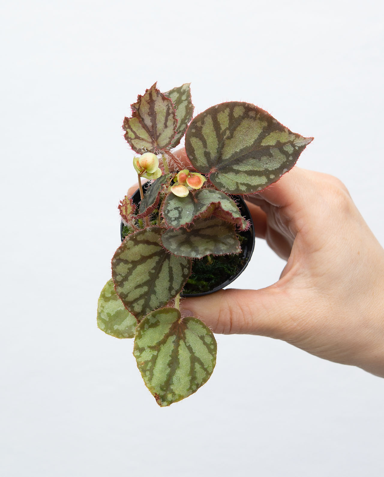 Begonia luzonensis online kaufen - Farnwerk – Design lebt.